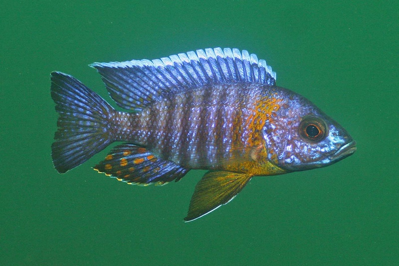 Aulonocara stuartgranti 'Chiofu'